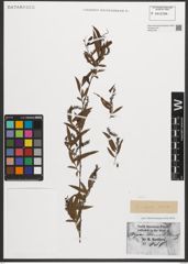 Foto von Salix nigra Marshall